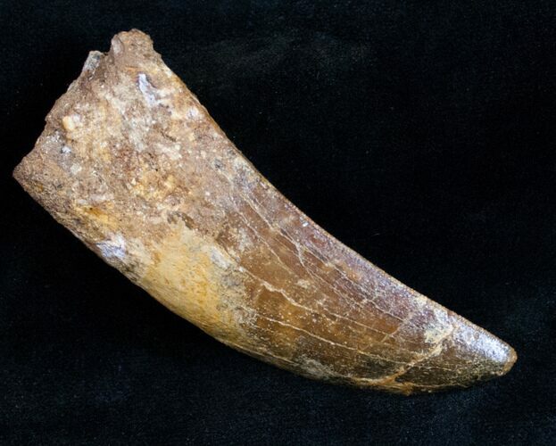 Carcharodontosaurus Tooth - Beastly Dino Tooth #12106